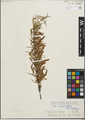Foto von Salix humboldtiana Willd.